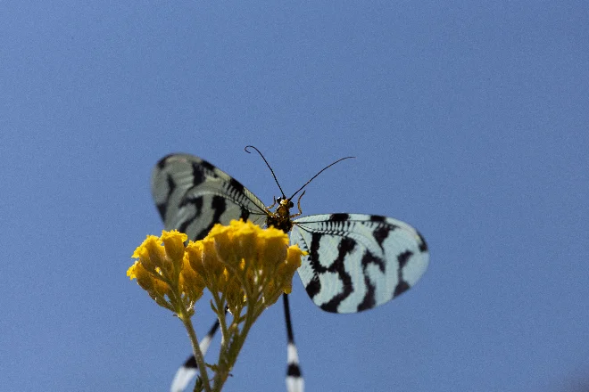 An owlfly with pale banded wings resting on a yellow umbel against an open sky.