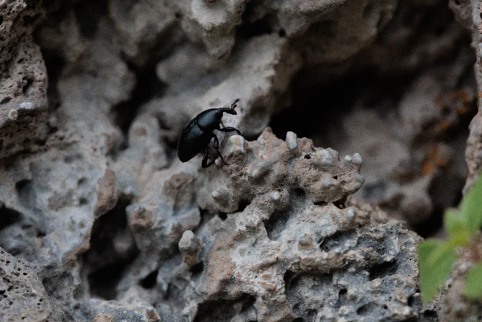 A black beetle crossing deeply eroded, pitted volcanic tuff.