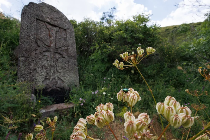 A weathered grey khachkar behind seeding umbels, with a green rose chafer on one of the flower heads.