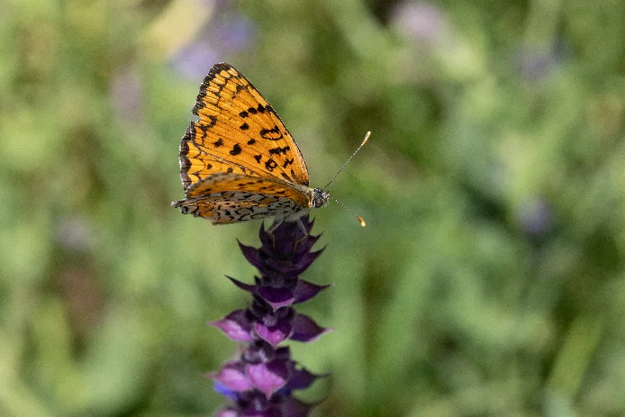 An orange fritillary butterfly with black markings feeding on a purple salvia spike.